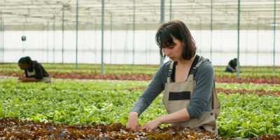 Agricultural worker doing quality control before harvesting organic lettuce grown with no pesticides